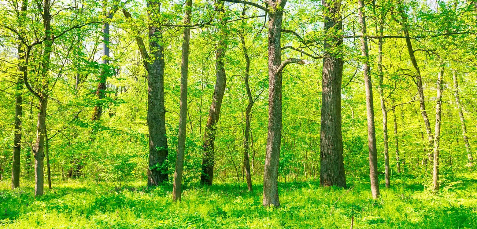 An Aesthetic and Natural Approach to New Furniture with Beech Solid Wood