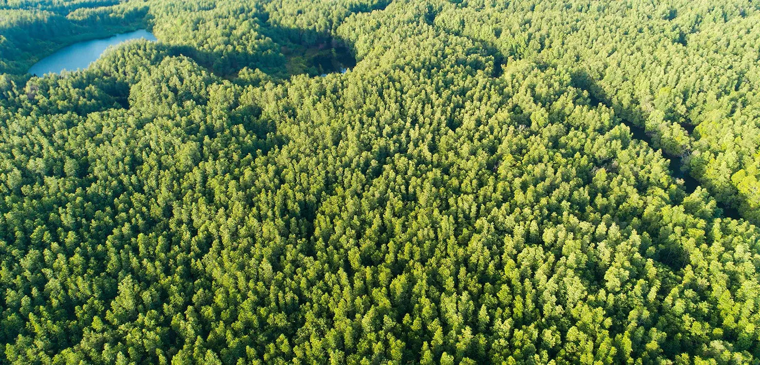 Sustainable Furniture Production: A Vision for the Future Tomruque Wood Studios