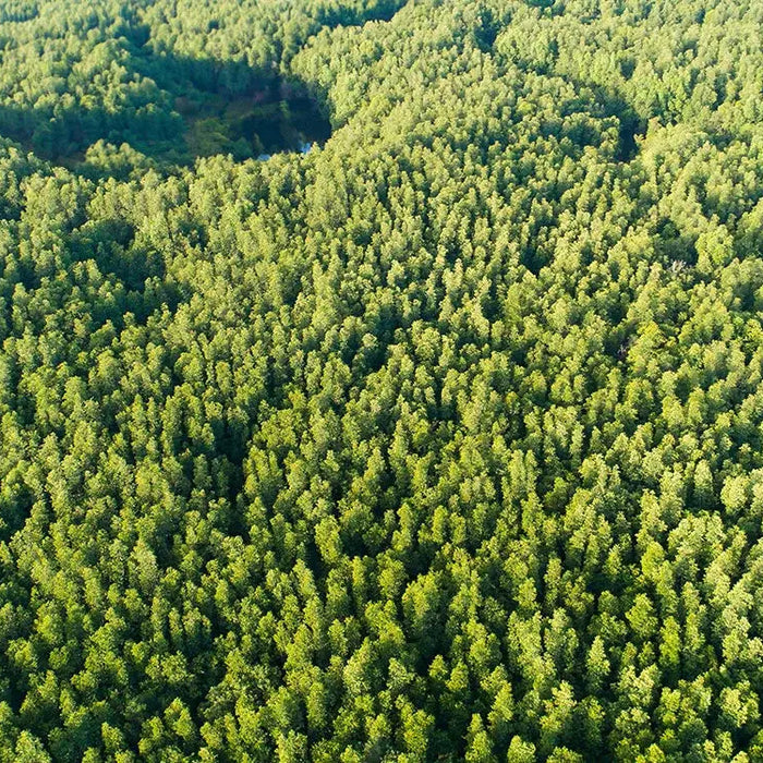 Sustainable Furniture Production: A Vision for the Future Tomruque Wood Studios